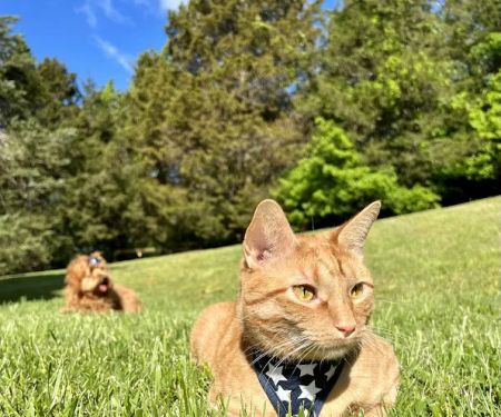North Nashville Animal Hospital