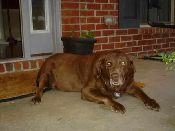 North Nashville Animal Hospital Picture 10