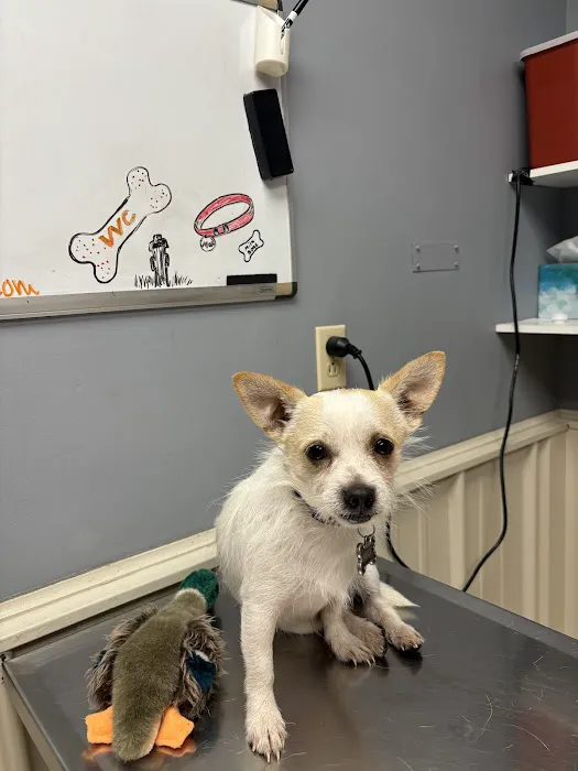 Volunteer Veterinary Clinic Inc Picture 1
