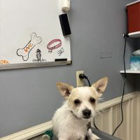 Volunteer Veterinary Clinic Inc ico