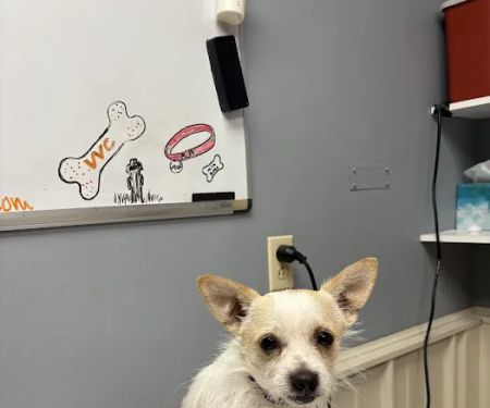 Volunteer Veterinary Clinic Inc