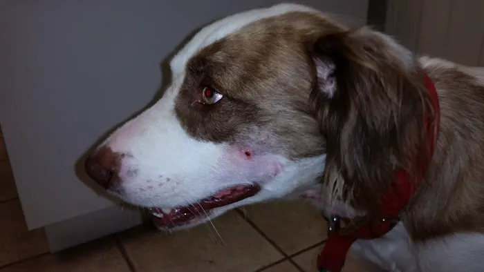 Volunteer Veterinary Clinic Inc Picture 6
