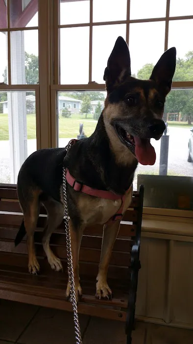 Volunteer Veterinary Clinic Inc Picture 7