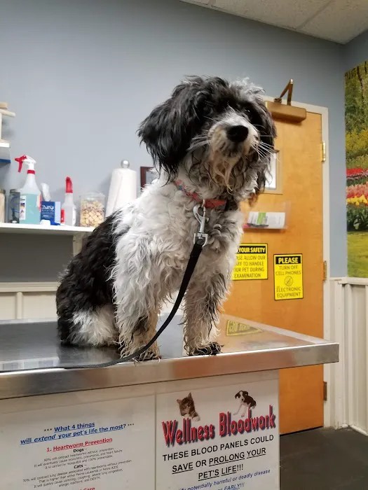 Volunteer Veterinary Clinic Inc Picture 4
