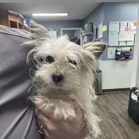 Animal House Veterinary Clinic ico