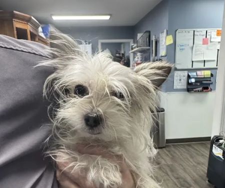 Animal House Veterinary Clinic