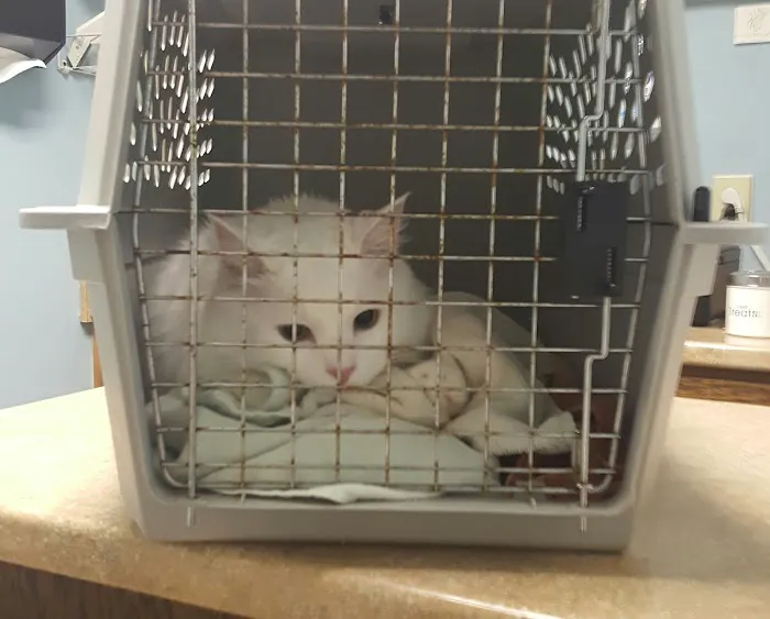 Animal House Veterinary Clinic Picture 7
