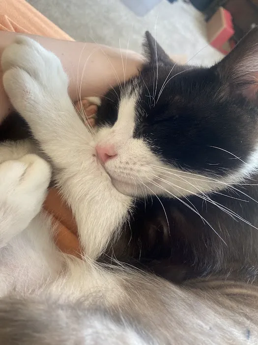Heart + Paw Picture 1