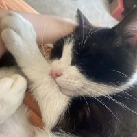 Heart + Paw ico