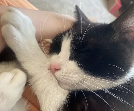 Heart + Paw