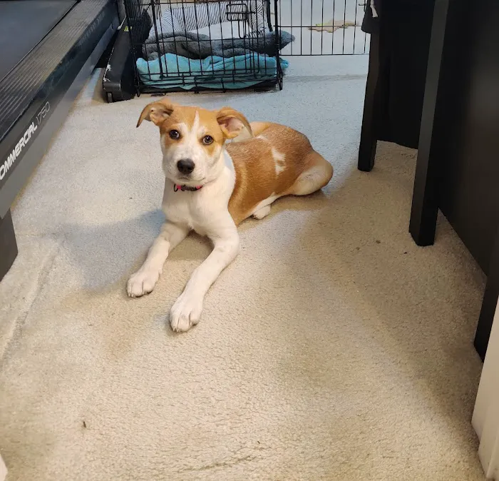 Banfield Pet Hospital Picture 6
