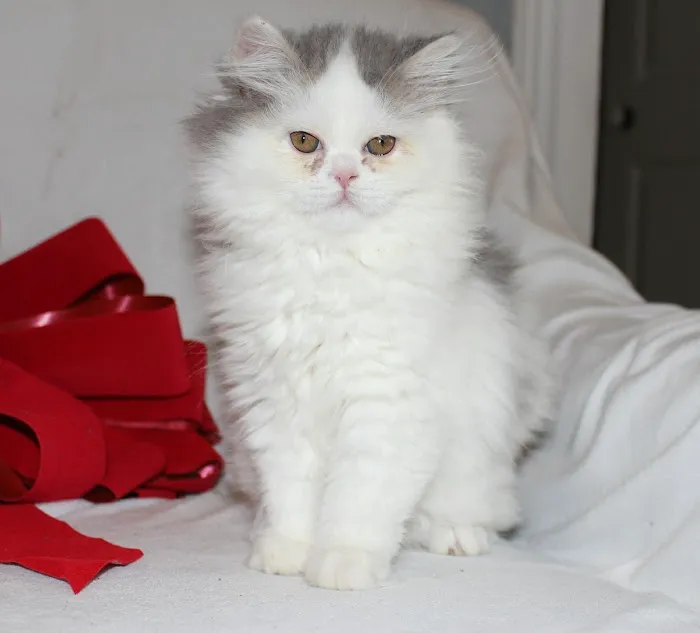 Banfield Pet Hospital Picture 10