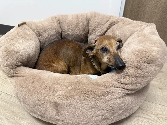 PriorityPet Urgent Care Picture 4