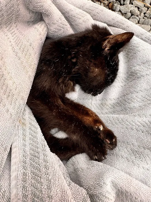PriorityPet Urgent Care Picture 6