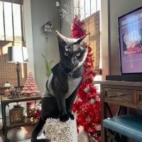 Nashville Cat Clinic ico