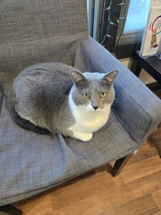 Nashville Cat Clinic Picture 2