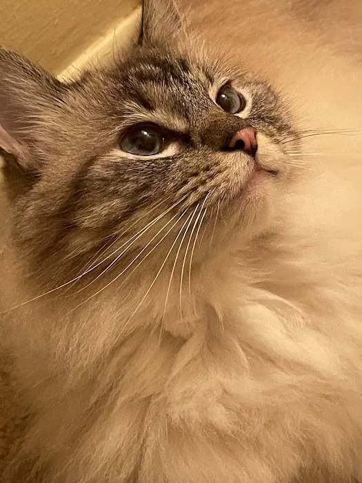 Nashville Cat Clinic Picture 6