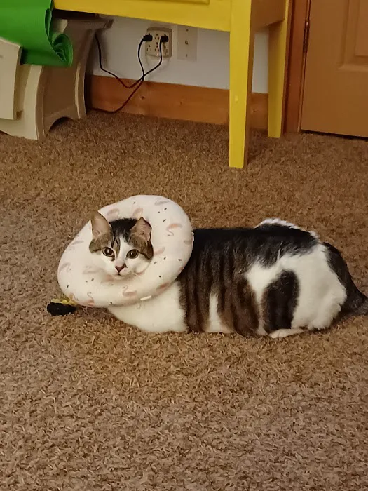 Nashville Cat Clinic Picture 5