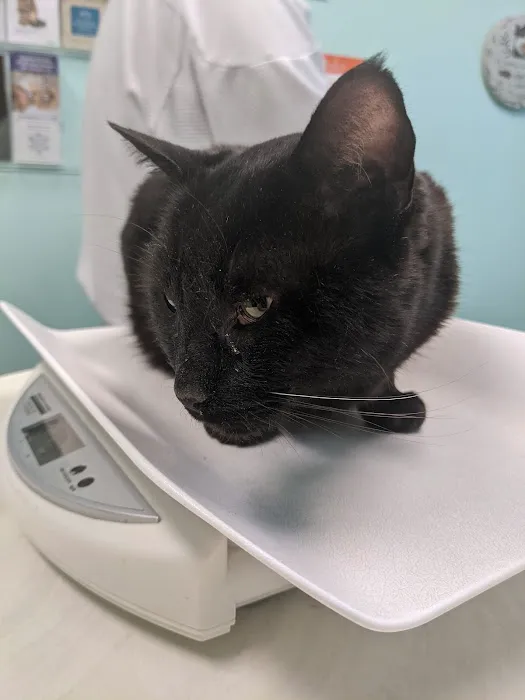 Nashville Cat Clinic Picture 8