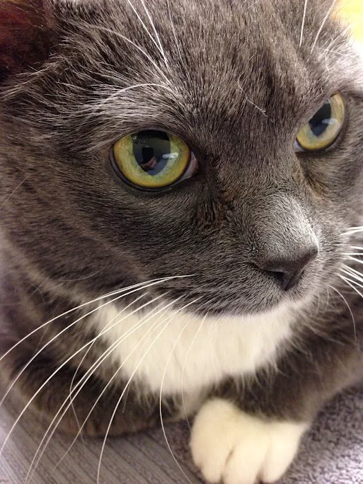 Nashville Cat Clinic Picture 7