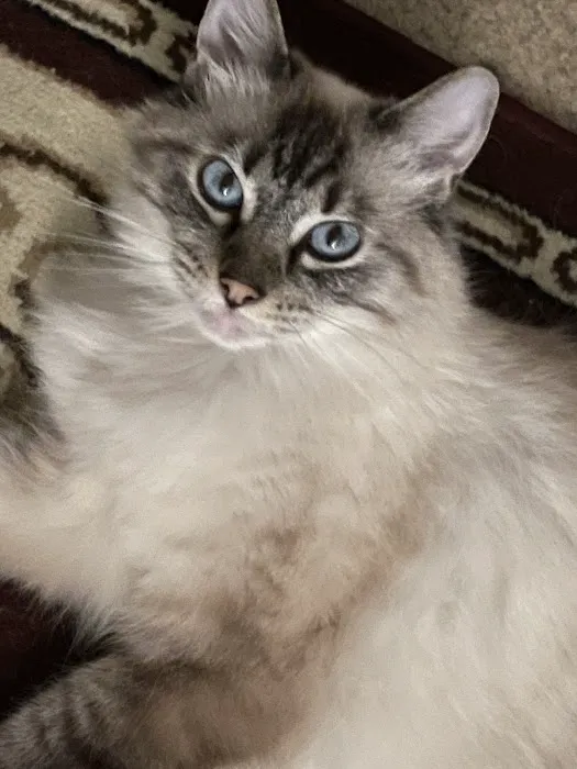 Nashville Cat Clinic Picture 9