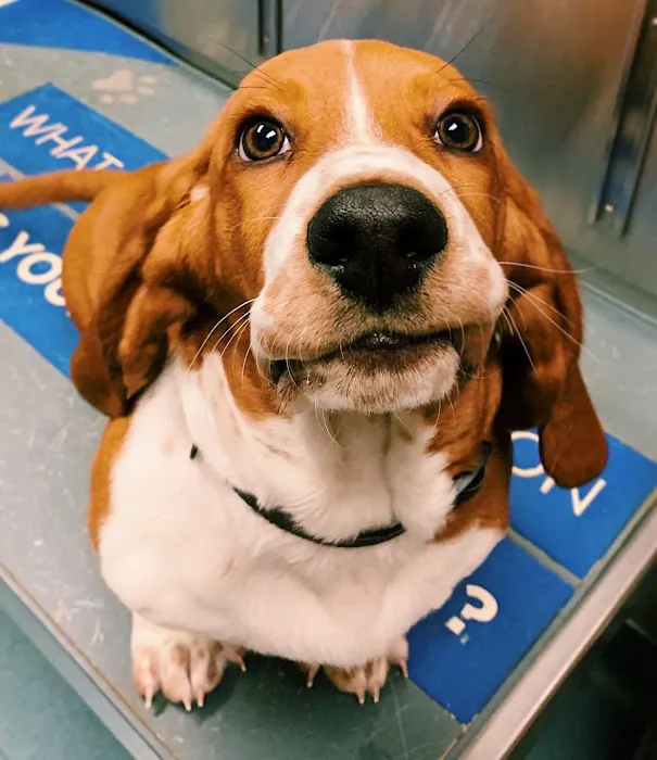 Priest Lake Veterinary Hospital - Nashville Veterinarian Picture 7