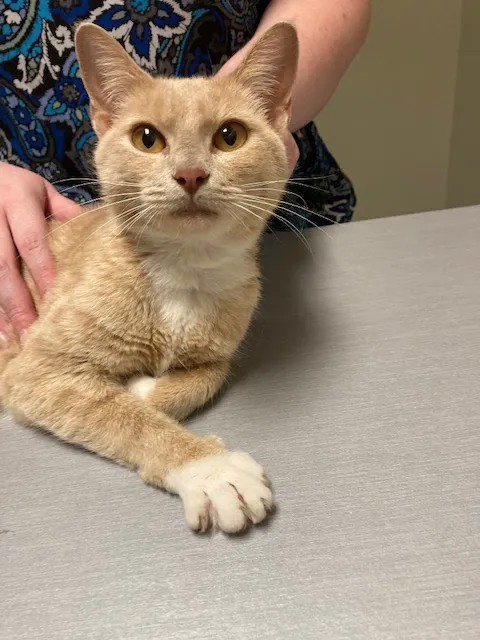 Priest Lake Veterinary Hospital - Nashville Veterinarian Picture 8