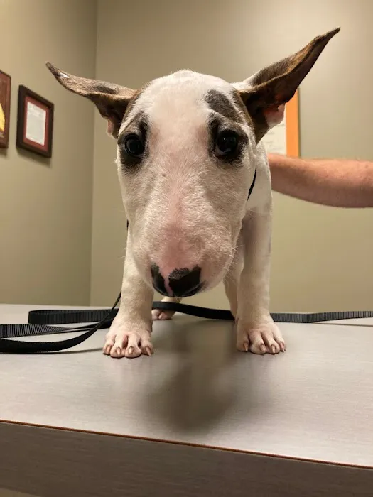 Priest Lake Veterinary Hospital - Nashville Veterinarian Picture 10
