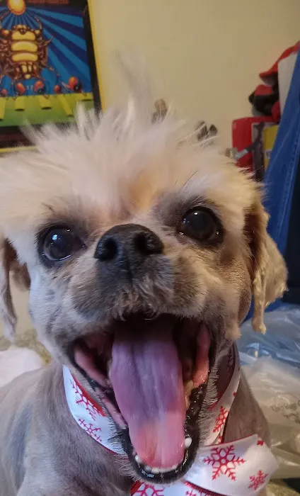 VCA PetMed Animal Hospital Picture 1