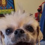 VCA PetMed Animal Hospital