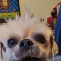 VCA PetMed Animal Hospital ico
