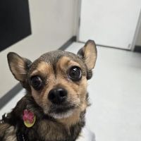 Baseline Animal Clinic ico
