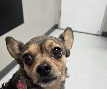 Baseline Animal Clinic