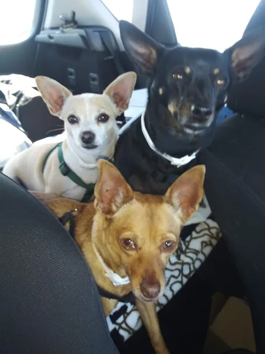 Tempe Pet Clinic Picture 4