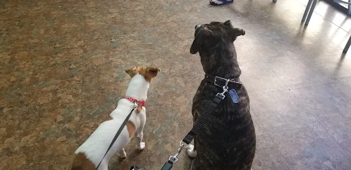 Tempe Pet Clinic Picture 8