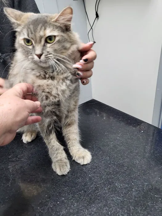 Tempe Pet Clinic Picture 7