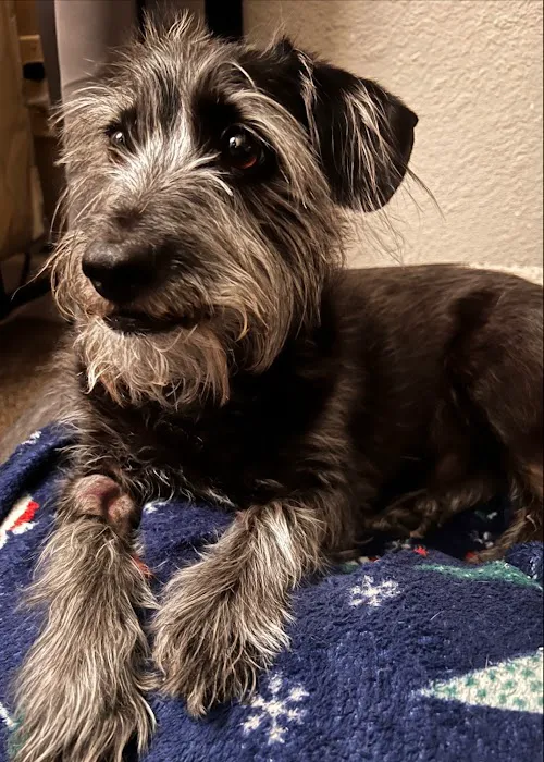 Tempe Pet Clinic Picture 9