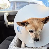 AAWL Community Vet Clinic ico