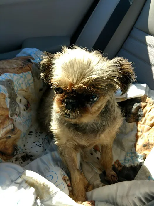 AAWL Community Vet Clinic Picture 6