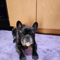 Veterinary Neurological Center ico