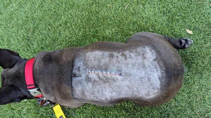 Veterinary Neurological Center Picture 6