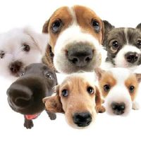 South Point Animal Clinic ico