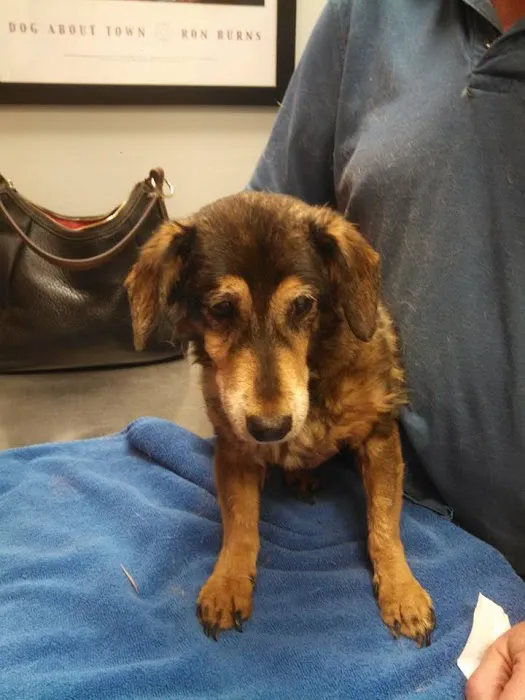 South Point Animal Clinic Picture 8