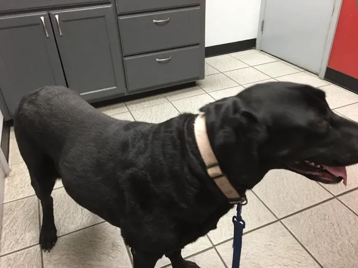 South Point Animal Clinic Picture 7