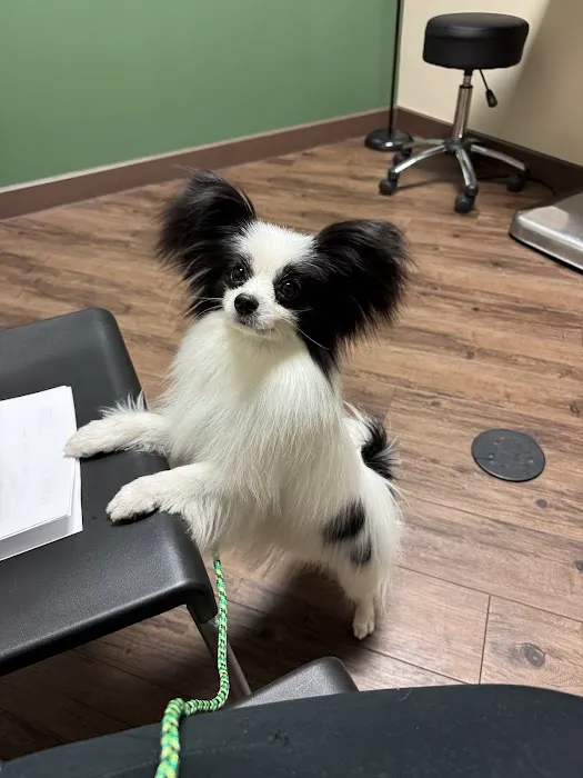 Dermatology for Animals - Scottsdale Picture 4