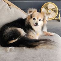 Dermatology for Animals - Scottsdale ico