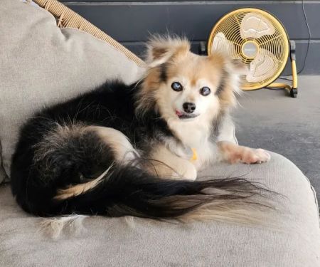 Dermatology for Animals - Scottsdale