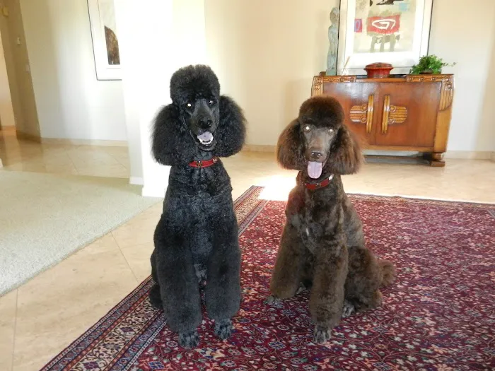 Dermatology for Animals - Scottsdale Picture 5