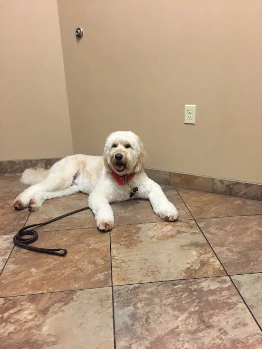 Dermatology for Animals - Scottsdale Picture 9