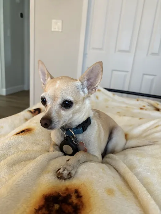 Arizona Veterinary Dental Specialists - Scottsdale Picture 4